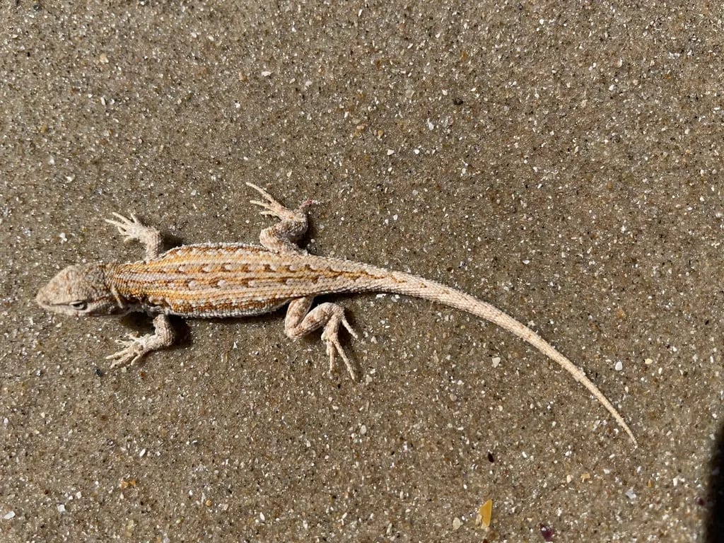 Lagartija de Wiegmann