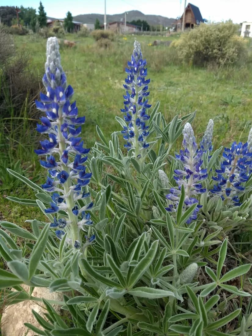 Lupinus aureonitens