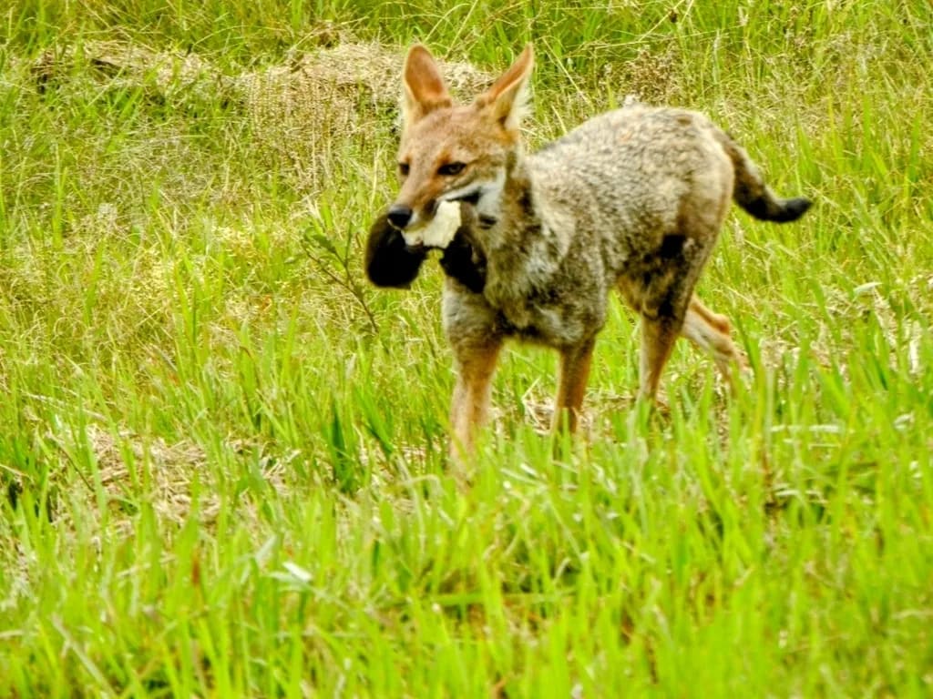Zorro gris pampeano — foto 3