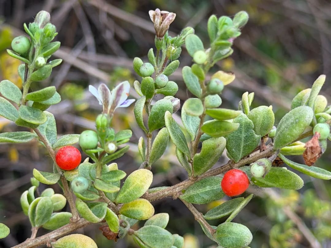 Lycium chilense
