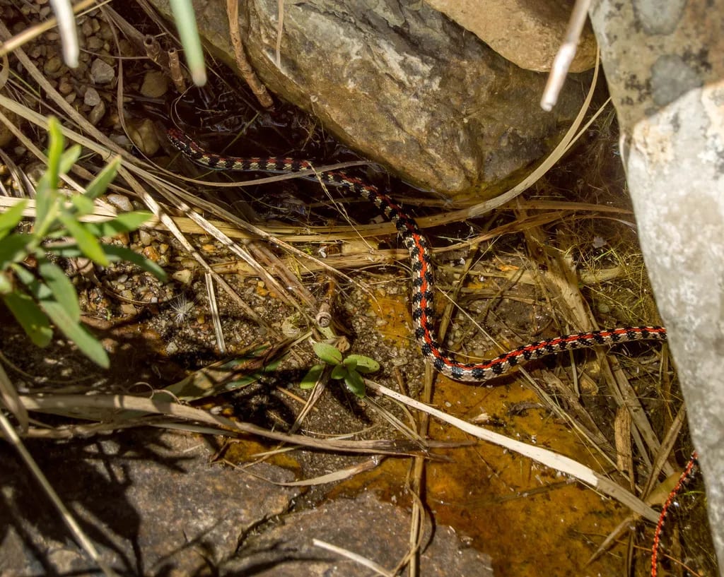 Culebra de Sierra de la Ventana — foto 3