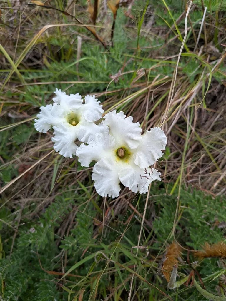 Flor de sapo