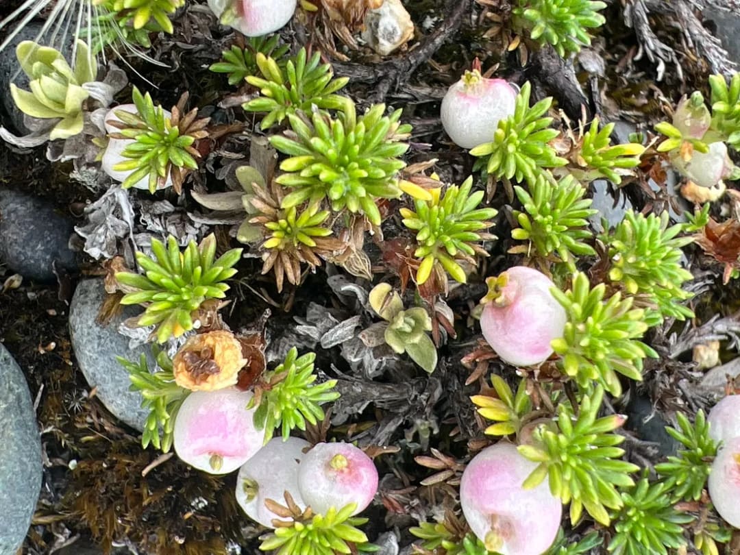 Perlilla
