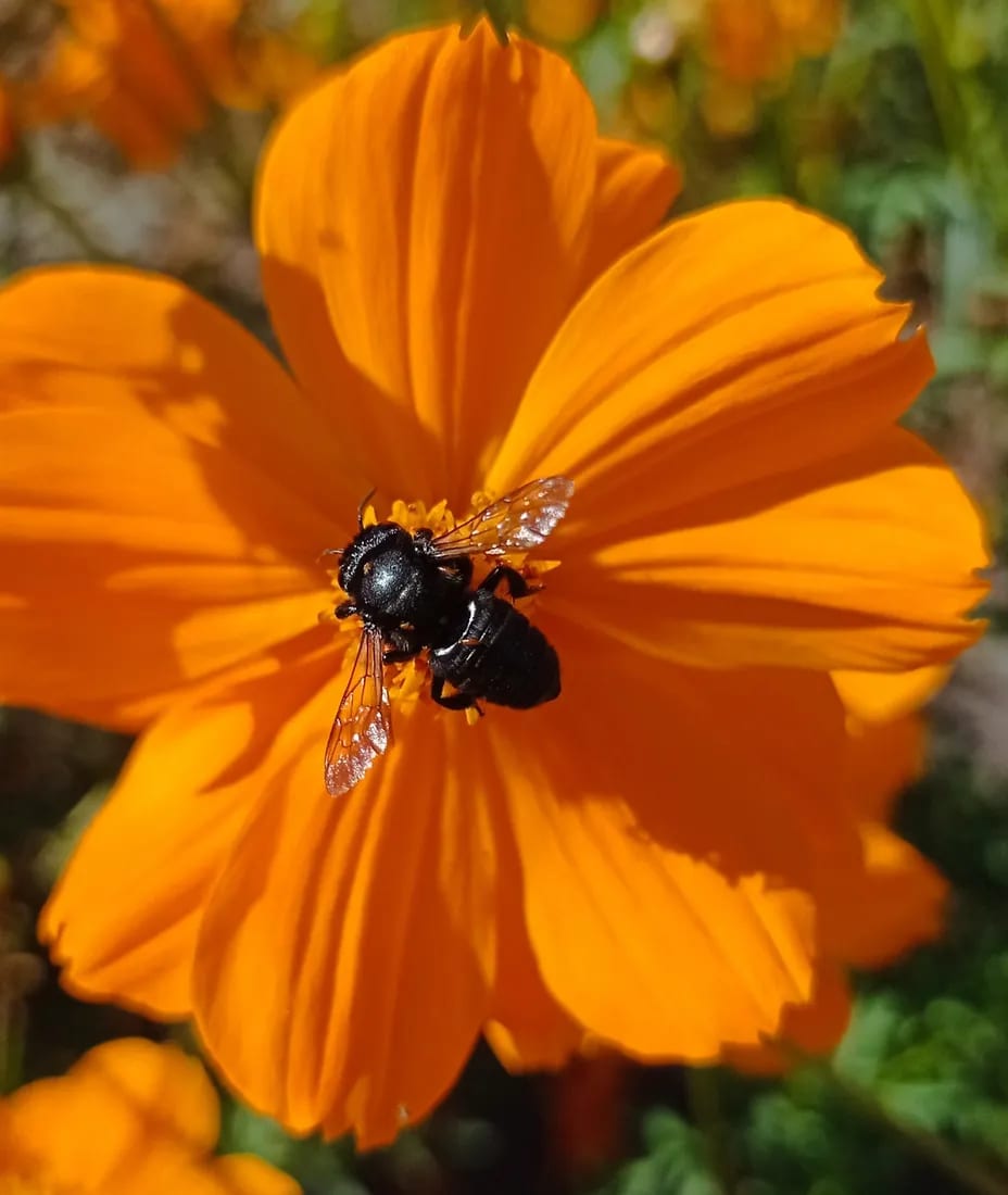 Megachile joergenseni