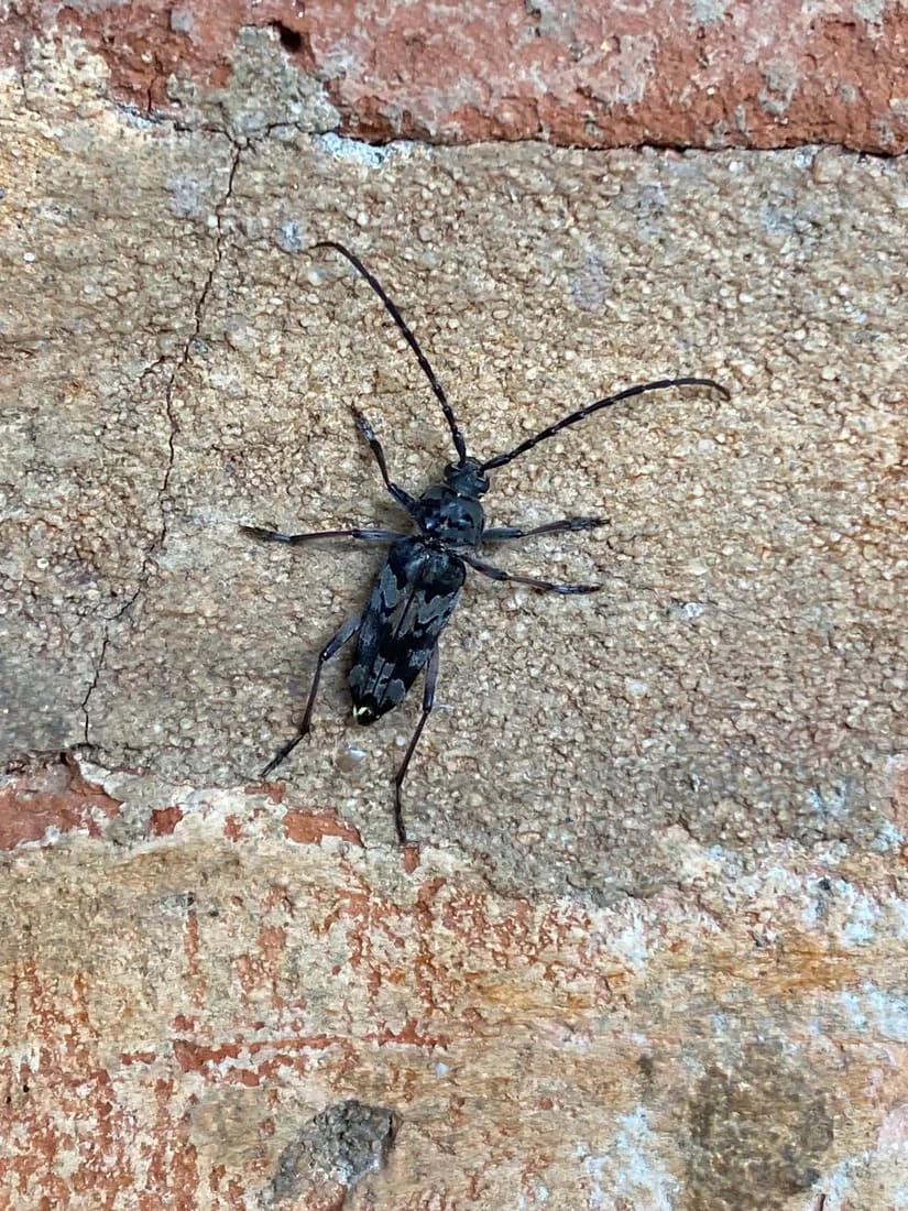 Megacyllene spinifera