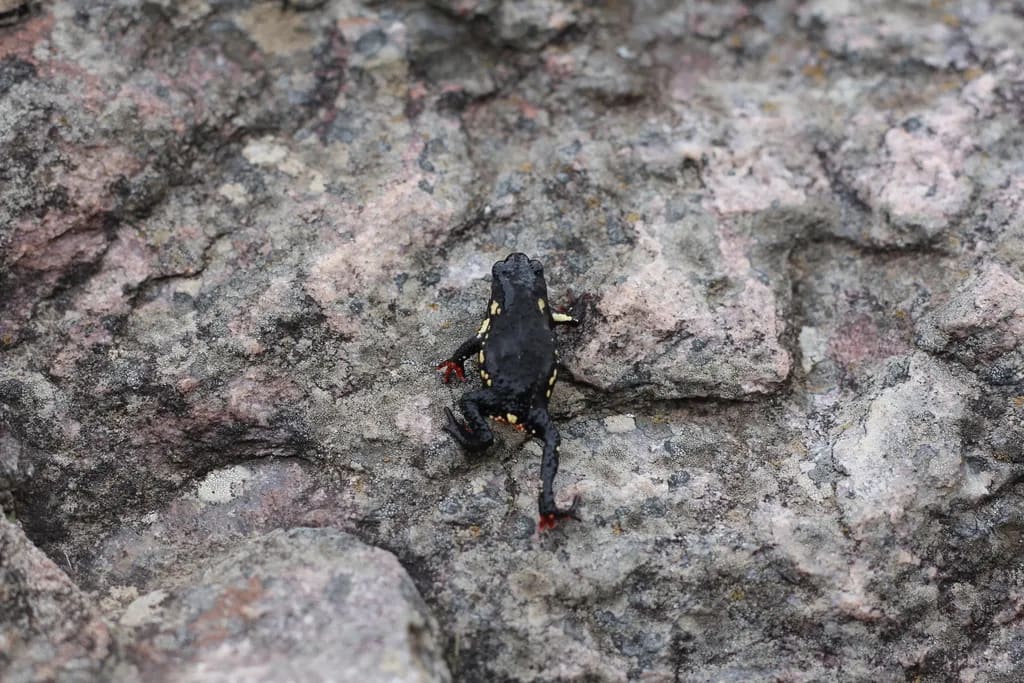 Sapito de las sierras — foto 2