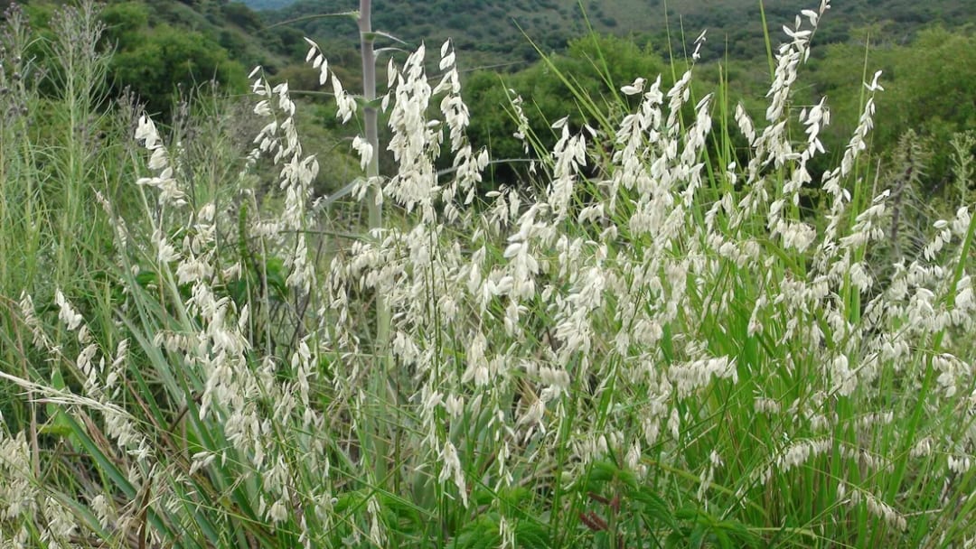 Melica eremophila