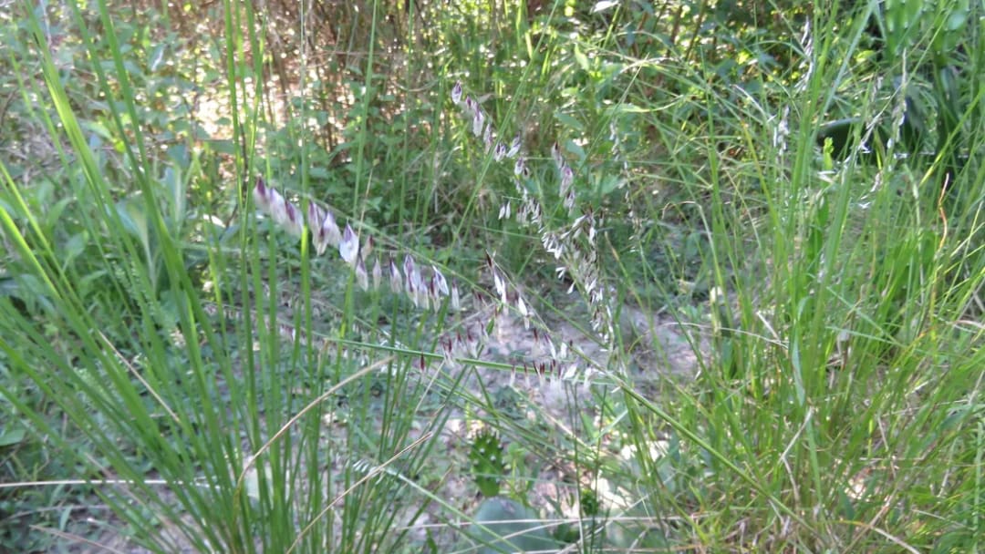 Melica rigida