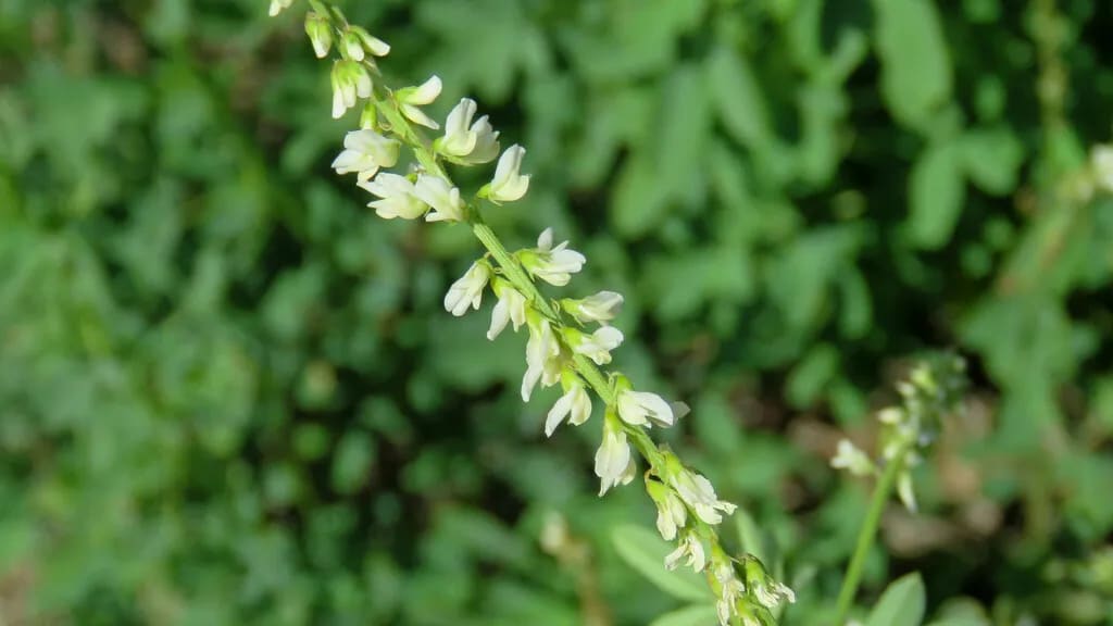 Trébol de olor blanco