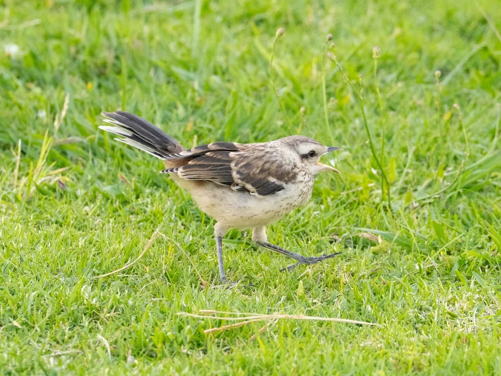 Calandria grande — foto 2
