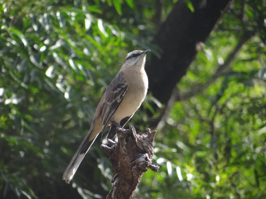 Calandria grande — foto 3