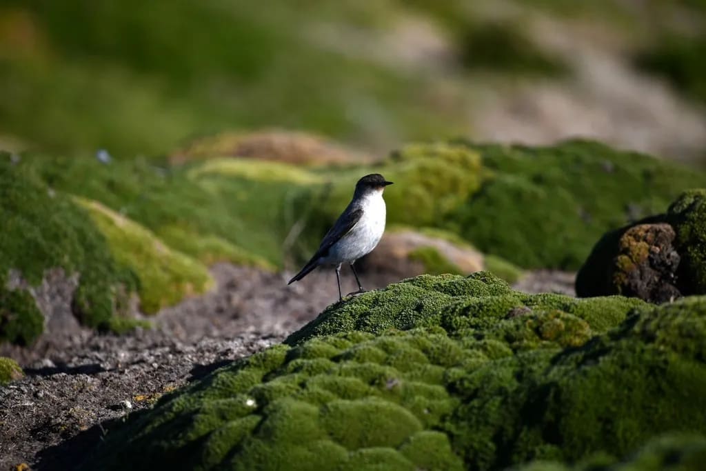 Dormilona carinegra