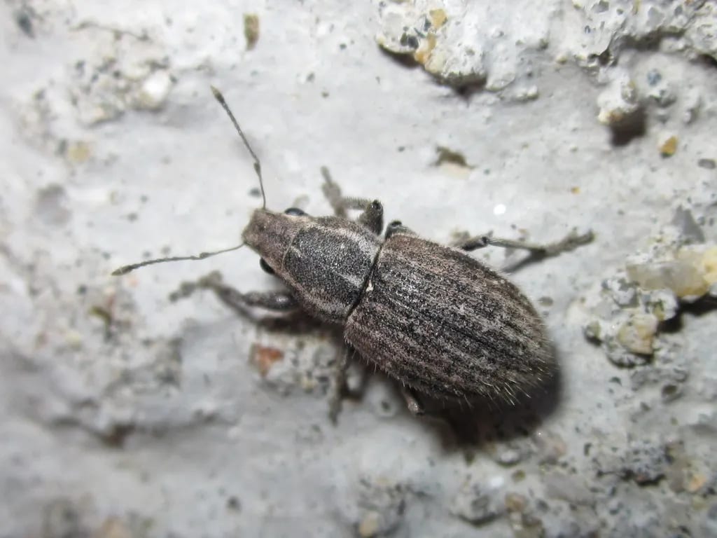 Naupactus leucoloma