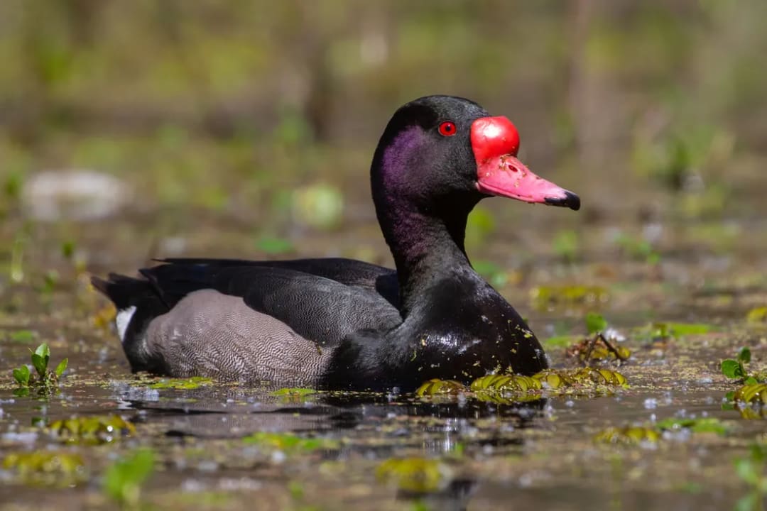 Pato picazo