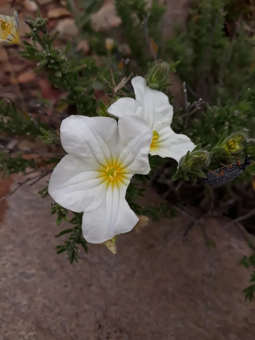 Nierembergia tandilensis