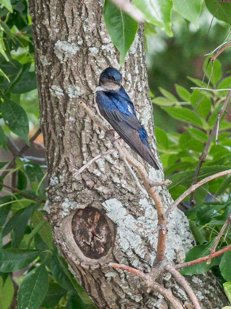 Golondrina barranquera