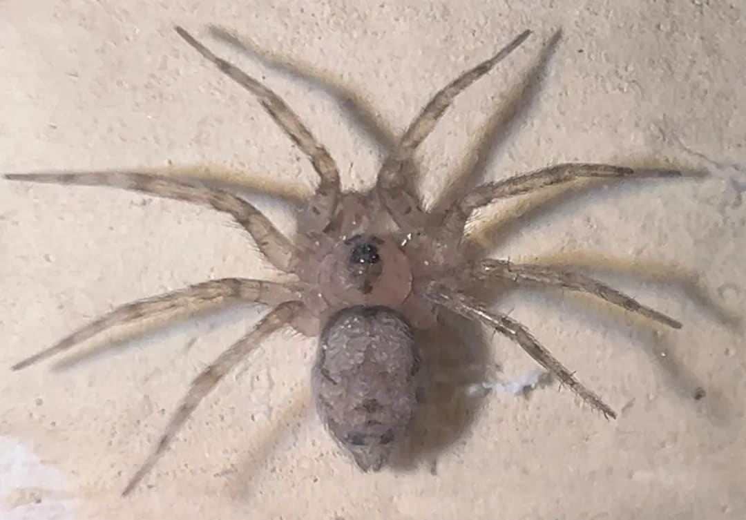 Oecobius navus