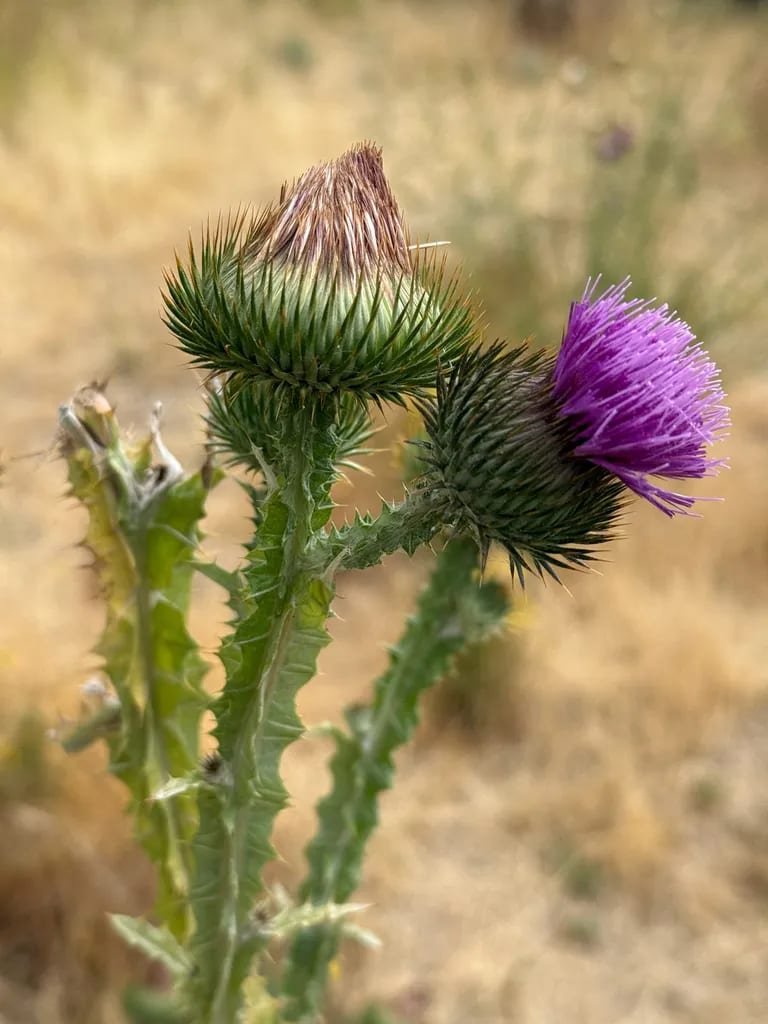 Cardo borriquero
