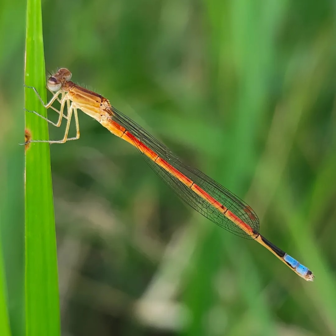 Oxyagrion hempeli