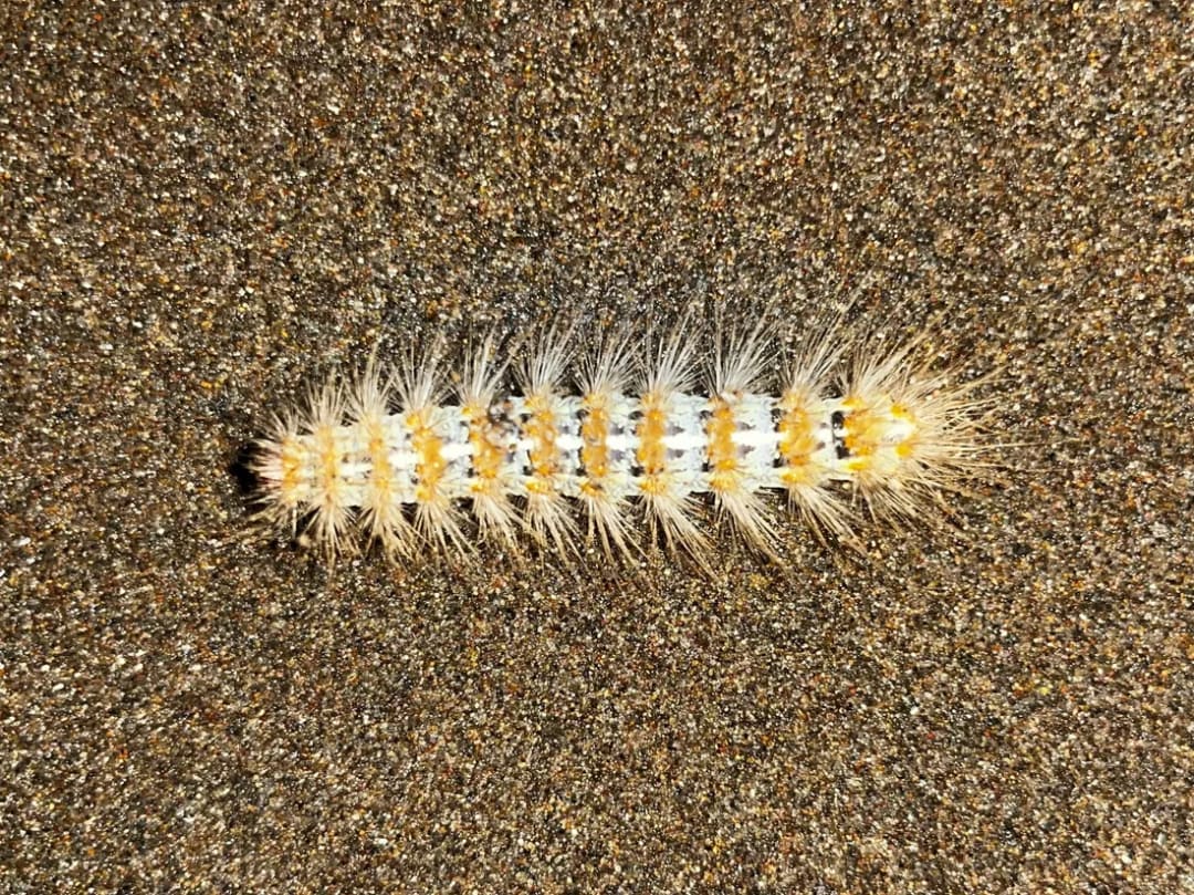 Paracles deserticola