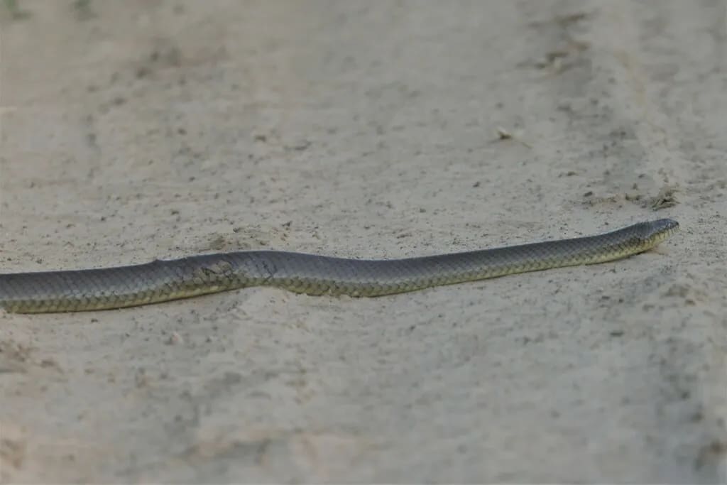 Musurana parda