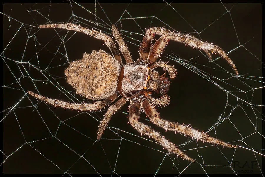 Parawixia audax