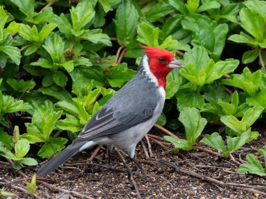 Cardenal común