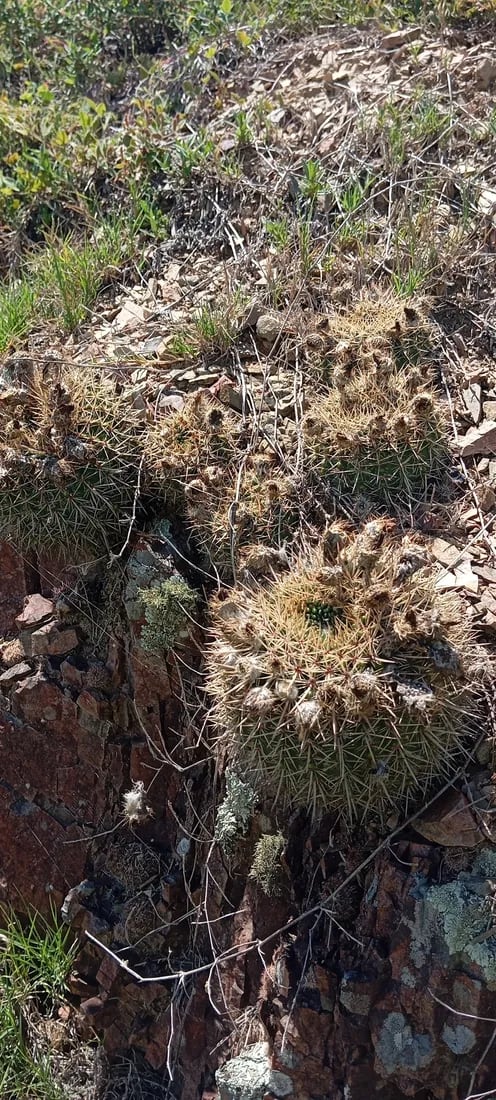 Parodia mammulosa