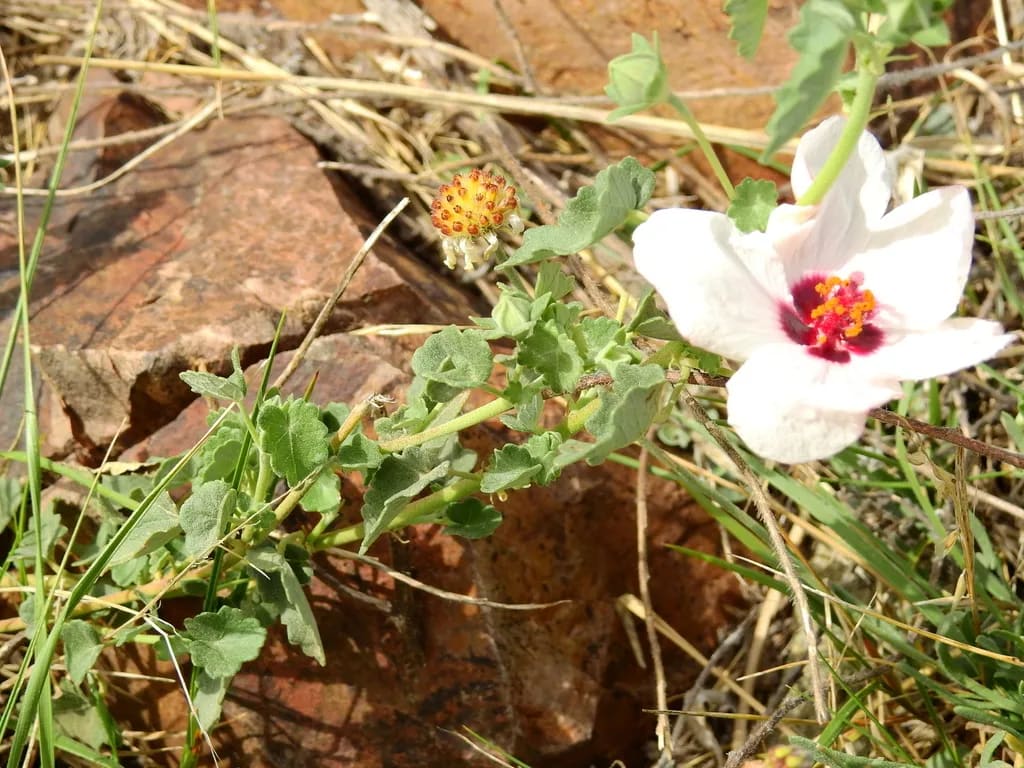 Malva de las piedras — foto 2