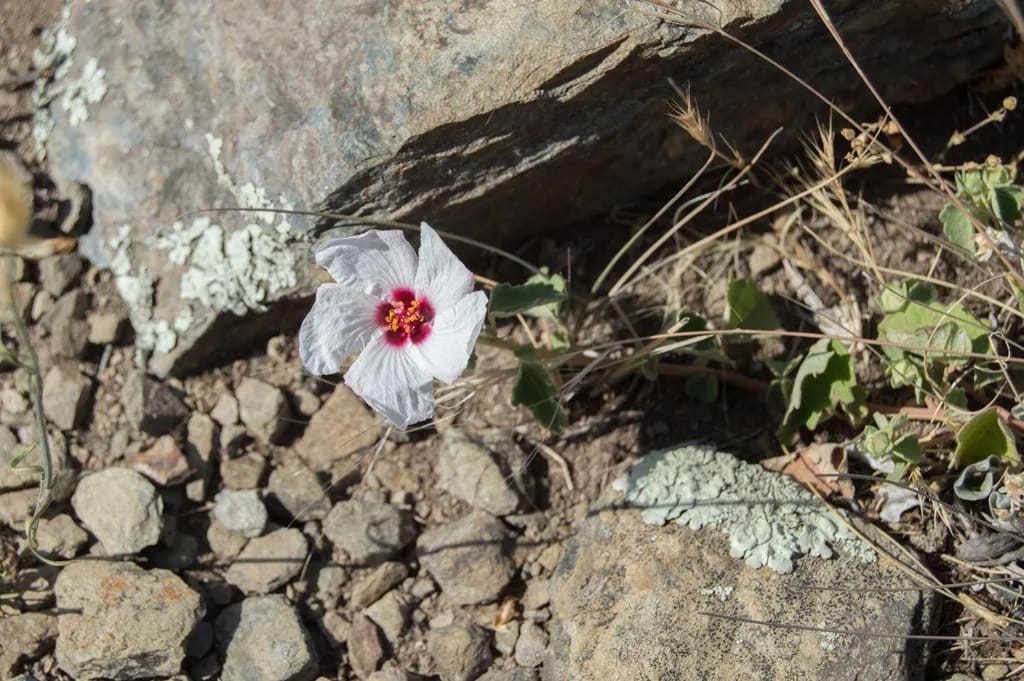 Malva de las piedras — foto 3
