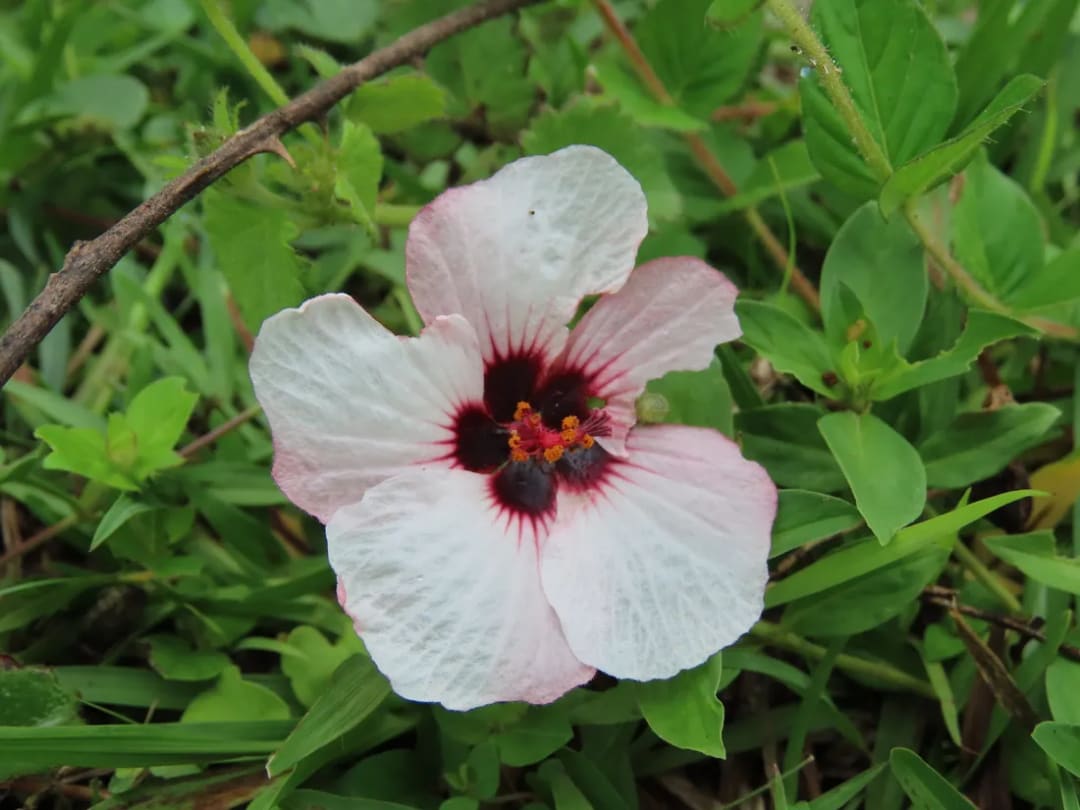 Pavonia glechomoides