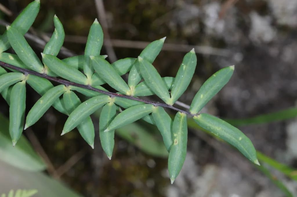 Pellaea ternifolia