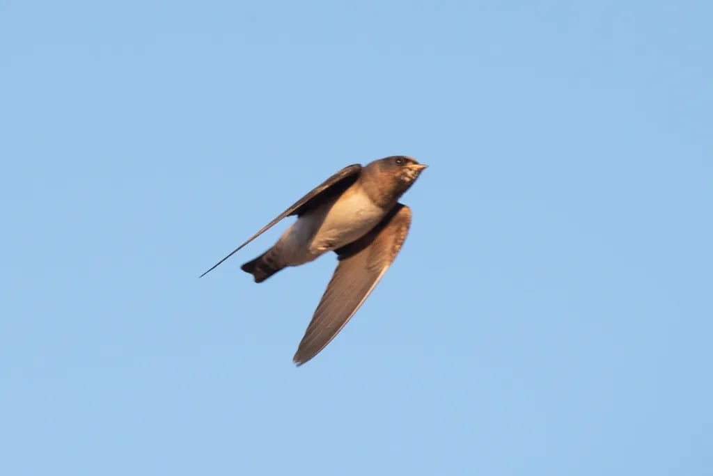 Golondrina rabadilla canela