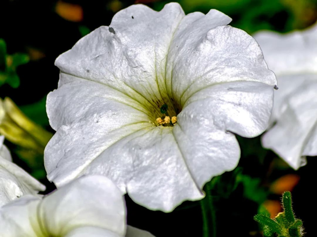 Petunia axillaris