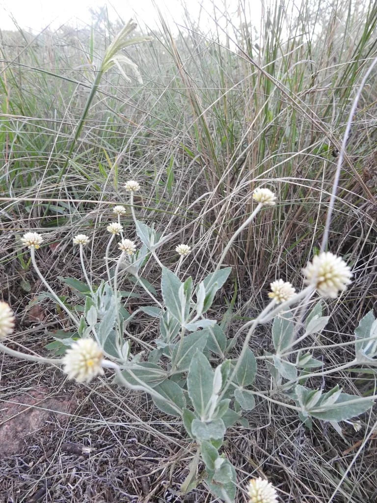 Pfaffia gnaphalioides