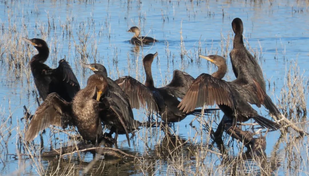Cormorán