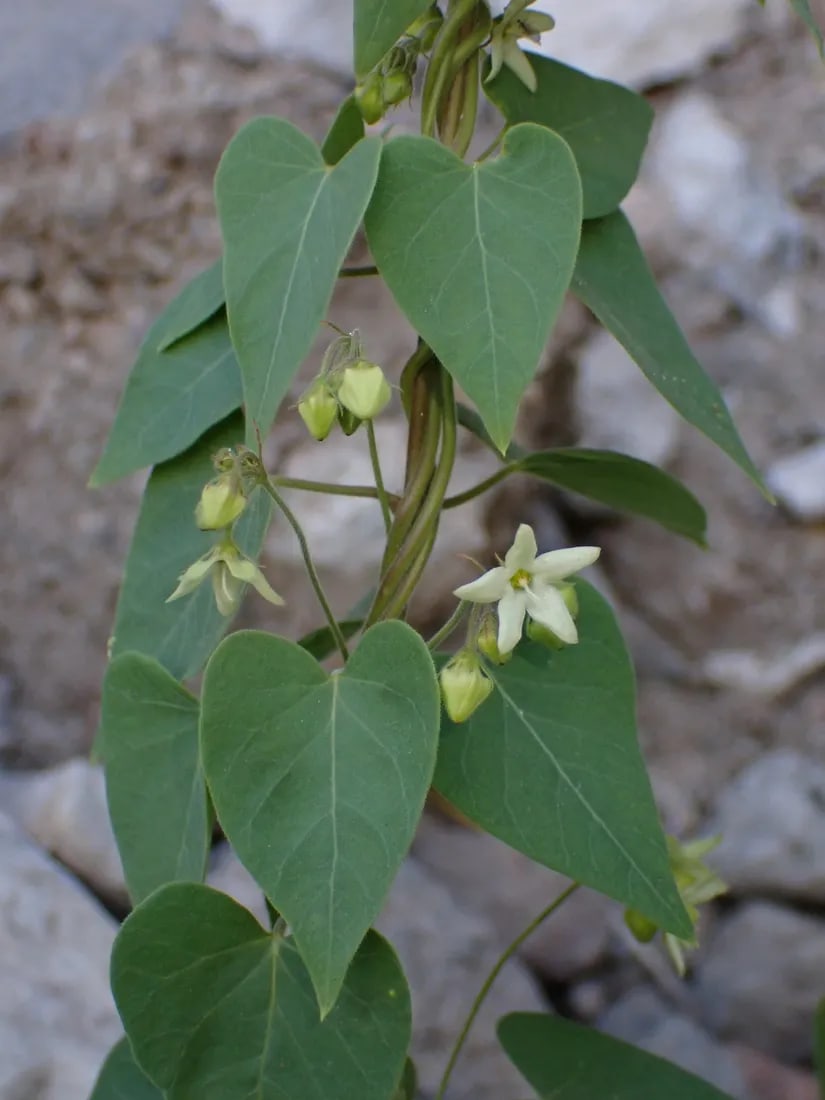 Philibertia candolleana