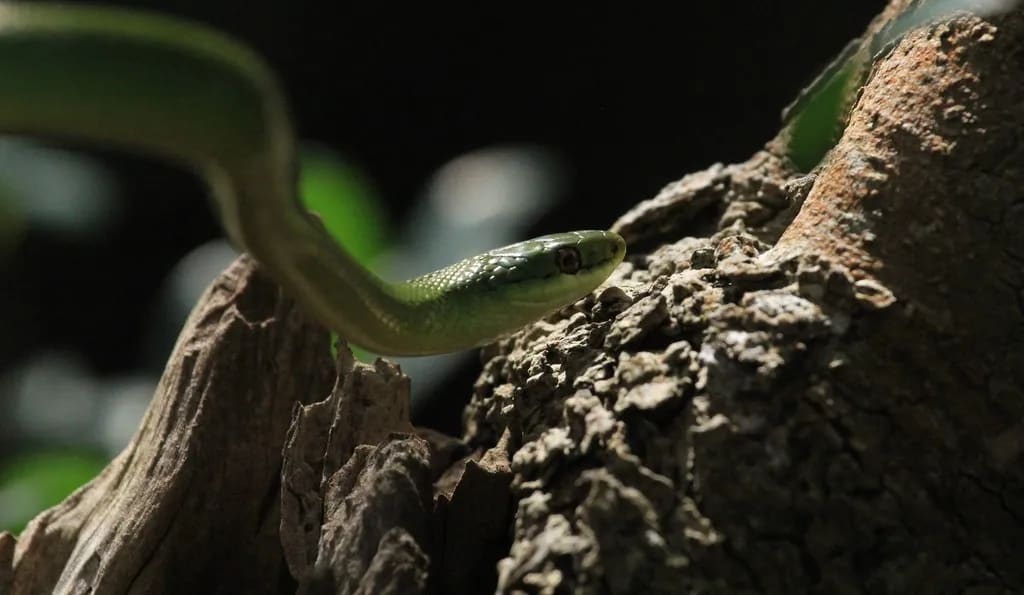 Culebra verde