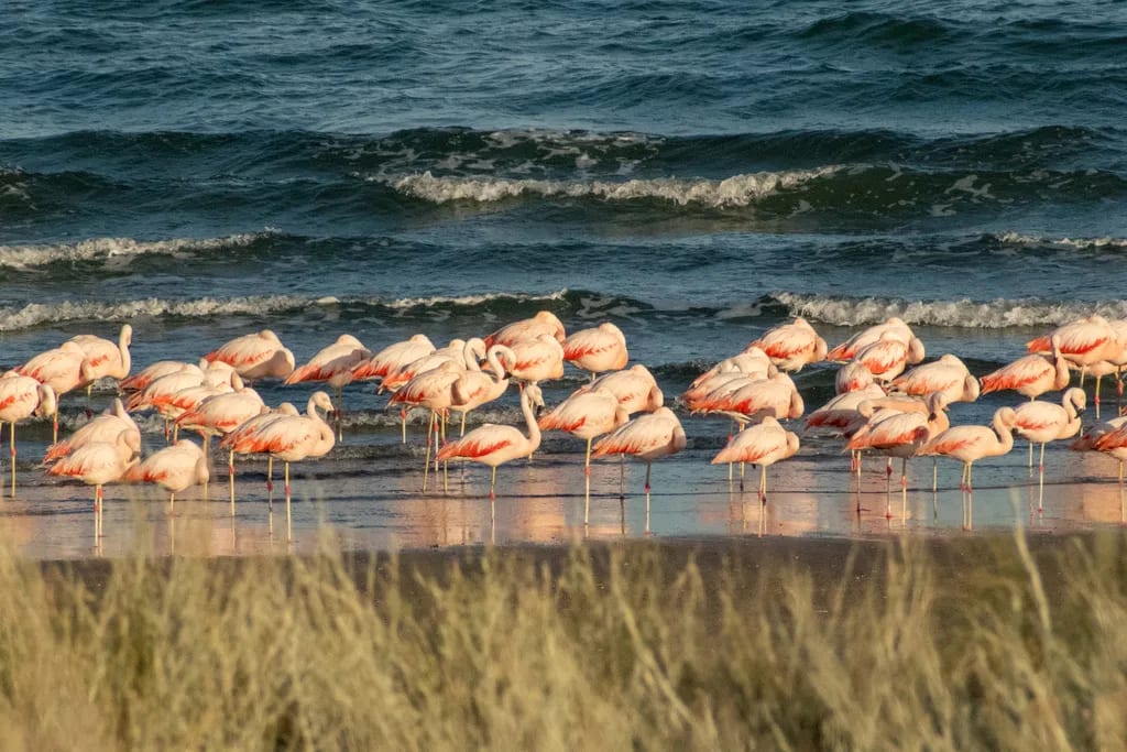 Flamenco austral
