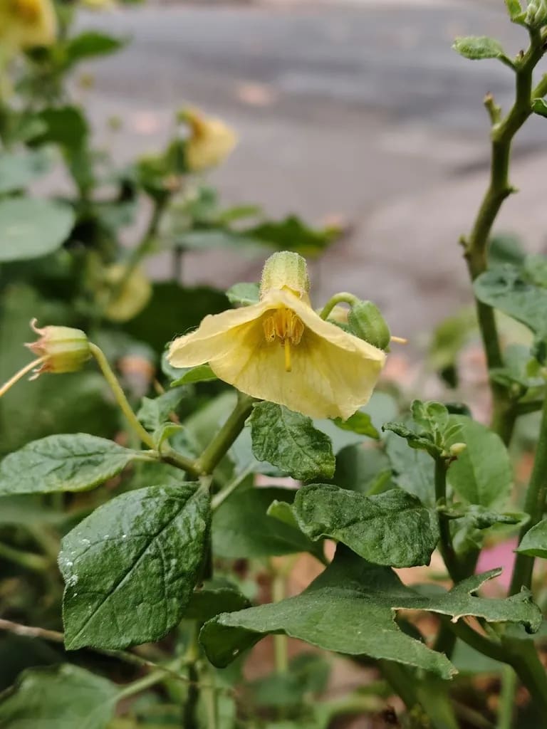 Camambú