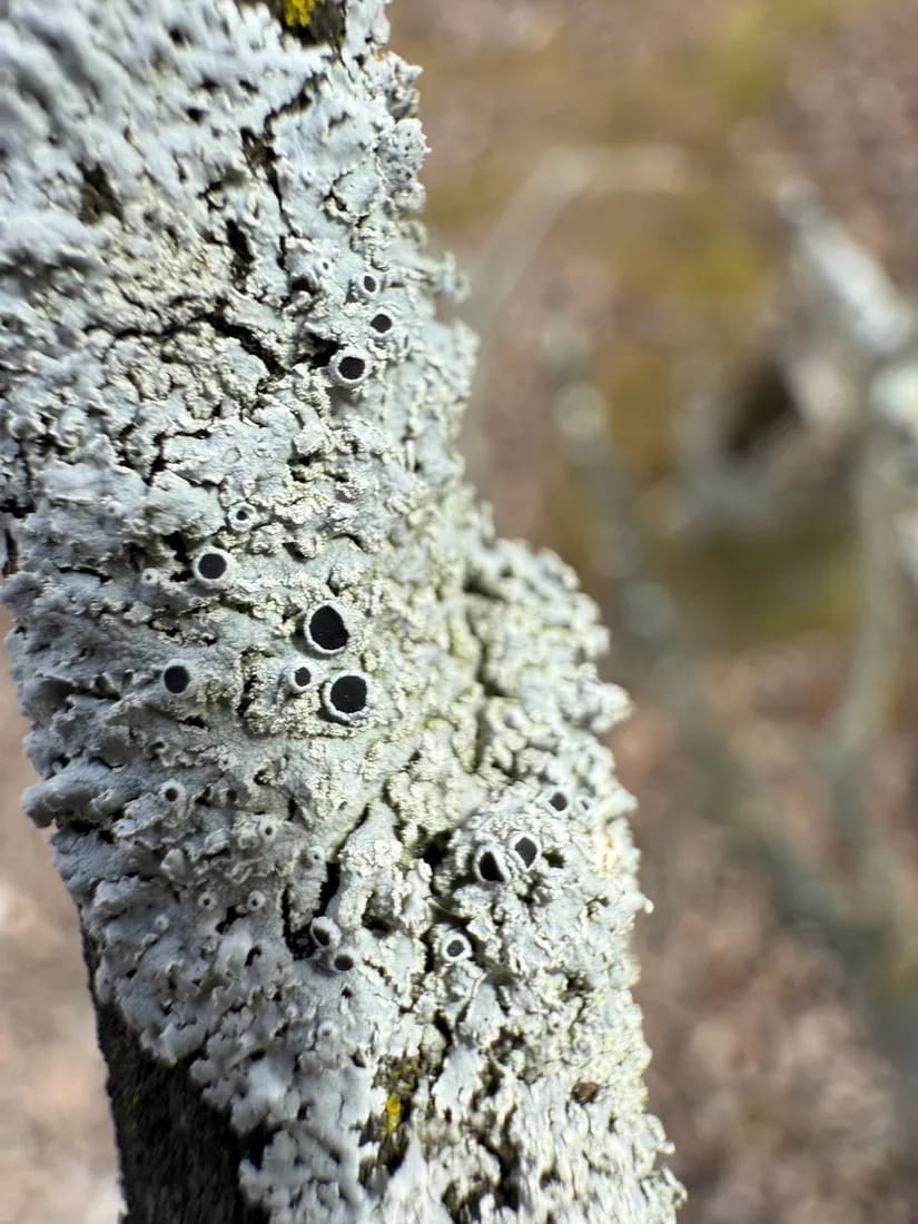 Physcia dimidiata