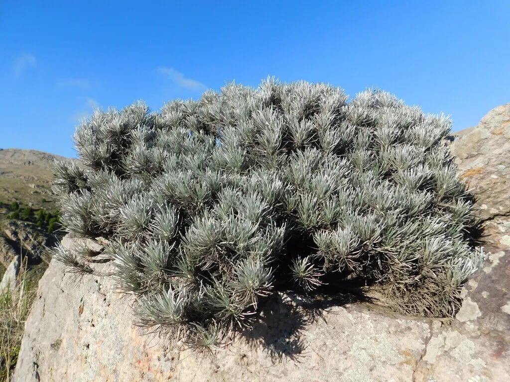 Llantén plateado — foto 3
