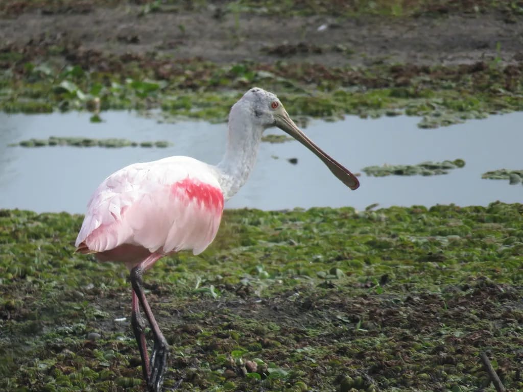 Espátula rosada
