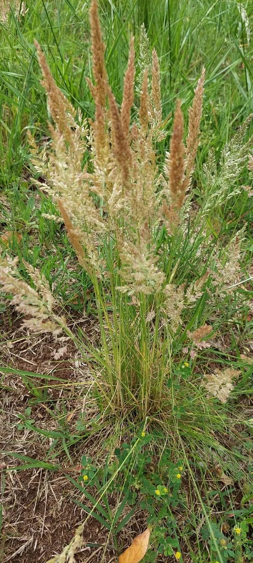 Poa ligularis