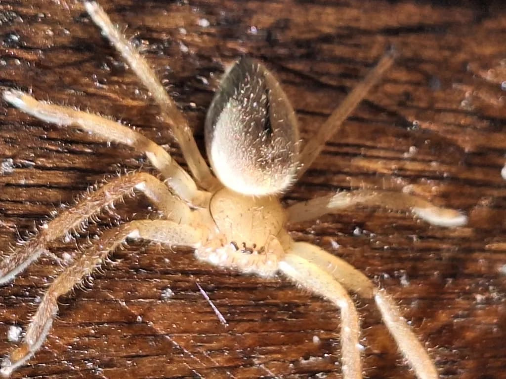 Polybetes pallidus