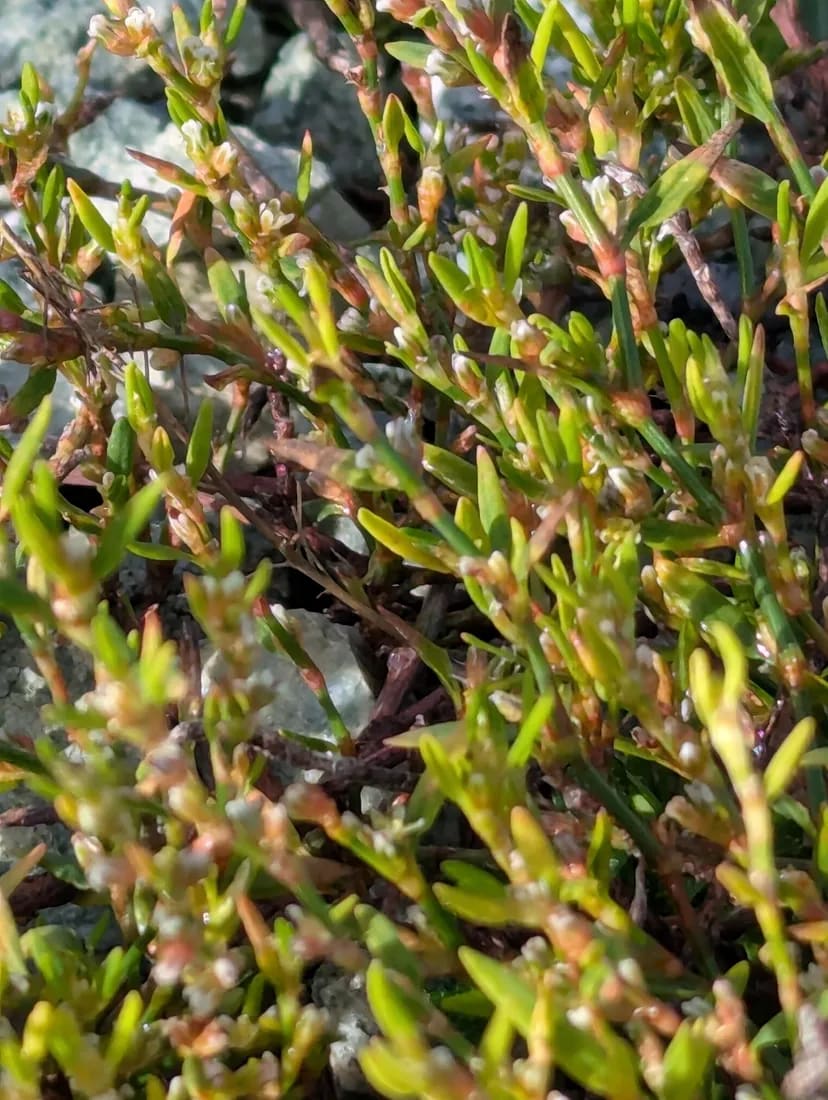 Polygonum aviculare