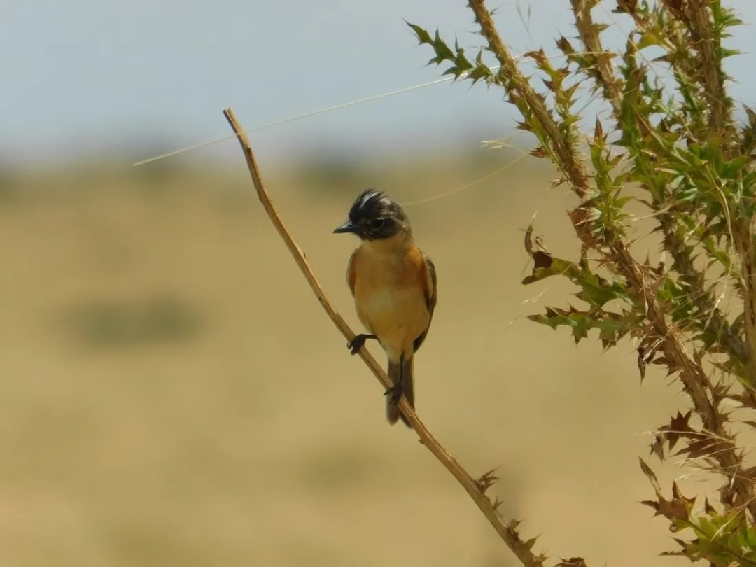 Tachurí canela