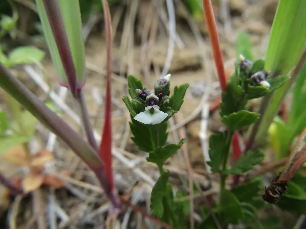 Pombalia parviflora