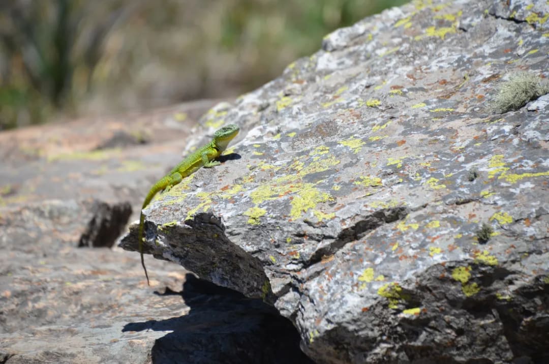Iguana de cobre — foto 2
