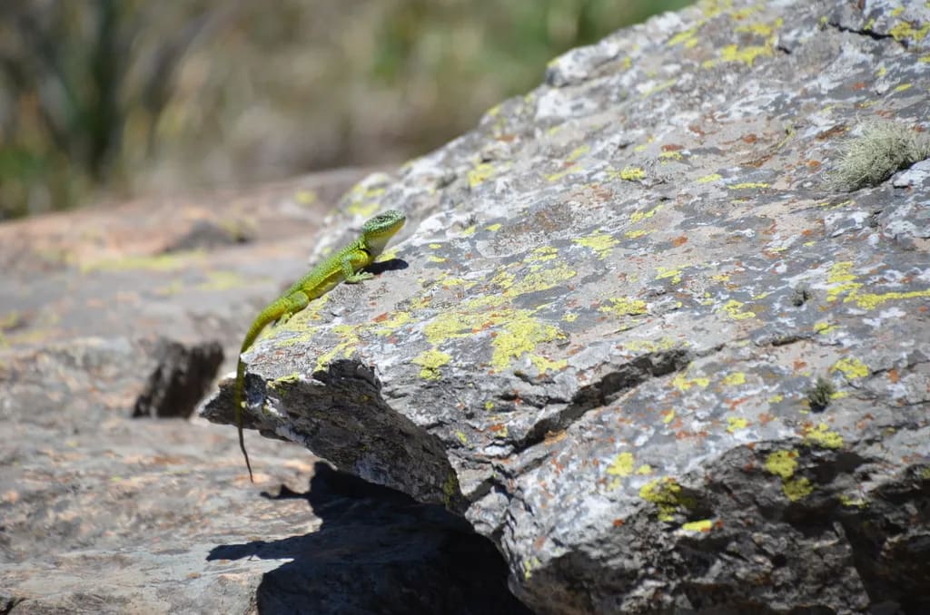 Iguana de cobre — foto 3